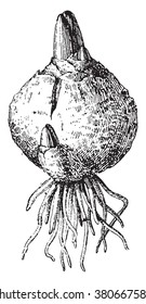 Bulb, vintage engraved illustration. Dictionary of words and things - Larive and Fleury - 1895.
