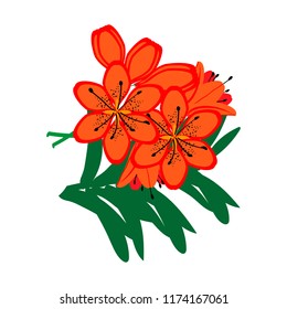 Bulbaceous flowers. Tiger lilies.