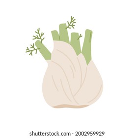 Bulb-like fennel root with leaves. Icon of green organic vegetable. Fresh raw aromatic finocchio plant. Colored flat vector illustration of healthy food isolated on white background