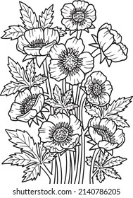 Bulbous Buttercup Flower Coloring Page für Erwachsene