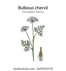 Cérebro bulboso (Chaerophyllum bulbosum), planta comestível e medicinal. Ilustração vetorial botânica desenhada à mão