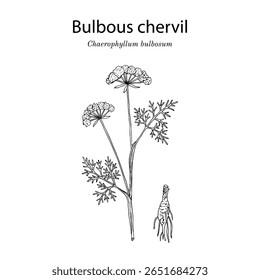 Cérebro bulboso (Chaerophyllum bulbosum), planta comestível e medicinal. Ilustração vetorial botânica desenhada à mão