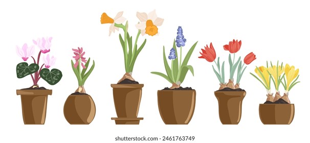 bulbous flowering plants in pots, spring flowers, vector drawing floral elements, hand drawn botanical illustration