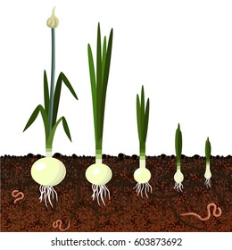 Bulbous plant growth. Vector illustration