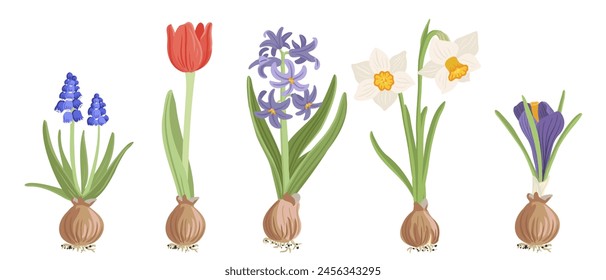 bulbous plants, spring flowers, vector drawing floral elements, hand drawn botanical illustration