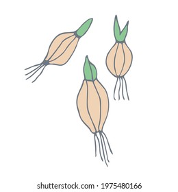 Bulbs for planting. Gardening. Template for postcard, banner, poster, web design. Hand Drawn vector illustration.