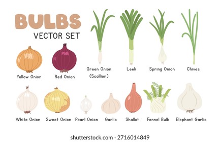 Leuchtmittel-Vektorgrafik-Set. Zwiebeln Cartoon Clipart Set im flachen Stil. Zwiebeln, Scallion, Lauch, Frühlingszwiebel, Schnittlauch, Knoblauch, Schalotte, Fenchelbulbons, Elefantenknoblauch, Gemüse Flaches Vektordesign