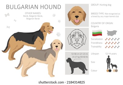 Bulgarian hound clipart. Different coat colors and poses set.  Vector illustration