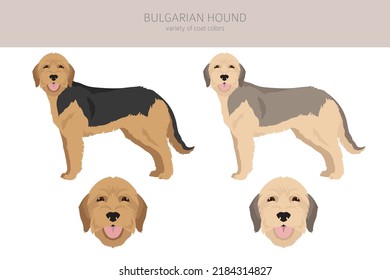 Bulgarian hound clipart. Different coat colors and poses set.  Vector illustration