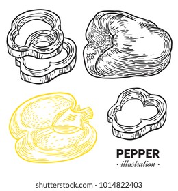 Bulgarian Pepper hand drawn vector llustration realistic sketch. Pepper fresh food vector hand drawn illustration, drawing, engraving, ink, line art, vector.