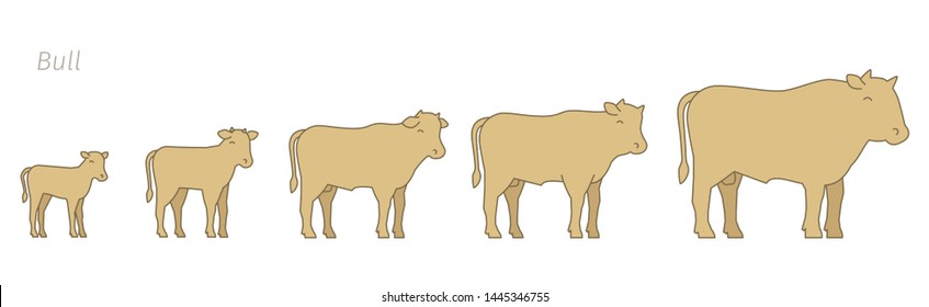 Bull Animal Farm Stages Beefs Growth Stock Vector (Royalty Free ...