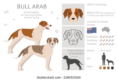 Bull Arab clipart. Different coat colors and poses set.  Vector illustration