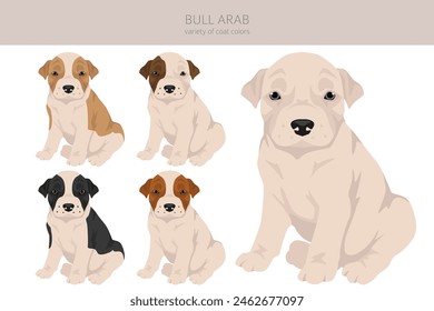 Bull Arab puppy clipart. Different coat colors and poses set.  Vector illustration