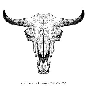 Bull / auroch skull with horns on white background.
