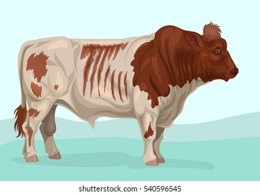 bull of beef shorthorn breed