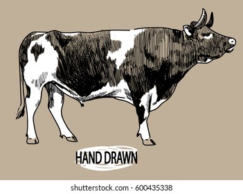 Bull with big horns. Drawing by hand in vintage style. A sketch, an ink drawing. Cow drawing.