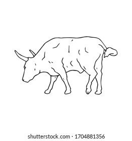 Bull with big horns, hand drawn outline illustration. Domestic animal pen drawing vector image. Big male cattle pen cartoon sketch. Mammal standing complete body.