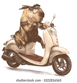 bull biker on retro bike sketch vector graphics colored drawing