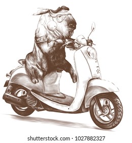 bull biker on a retro bike sketch vector graphic monochrome drawing