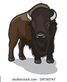 Bull Bison or Buffalo