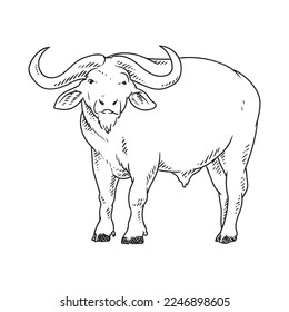 bull or buffallo book illustration