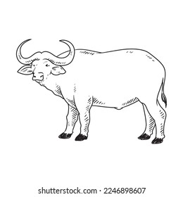 bull or buffallo book illustration