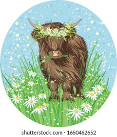 
bull in a camomile field