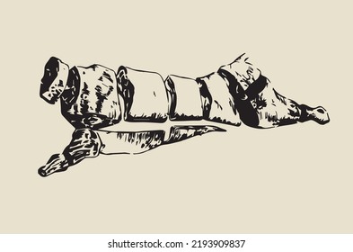 Bull carcass cut into various pieces of meat
