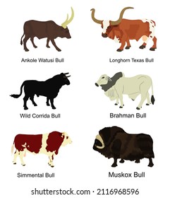 Bull collection vector illustration isolated on white background. Muskox, Musk ox beef. Powerful animal symbol. Long horn cattle Texas bull. Ankole watusi. Bos taurus. Brahman cow Zebu ox. Simmental.