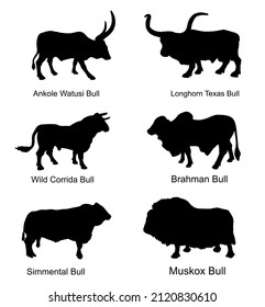 Bull collection vector silhouette illustration isolated on white. Muskox, Musk ox beef. Powerful animal symbol. Long horn cattle Texas bull. Ankole watusi. Bos taurus. Brahman cow Zebu ox. Simmental.