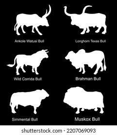 Bull collection vector silhouette illustration isolated on black. Muskox, Musk ox beef. Powerful animal symbol. Long horn cattle Texas bull. Ankole watusi. Bos taurus. Brahman cow Zebu ox. Simmental.