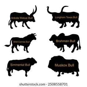 Bull collection vector silhouette illustration isolated on white. Muskox, Musk ox beef. Powerful animal symbol. Long horn cattle Texas bull. Ankole watusi. Bos taurus. Brahman cow Zebu ox. Simmental.