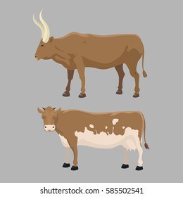Bull and cow farm animal vector illustration.