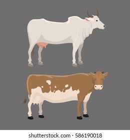 Bull and cow farm animal vector illustration.