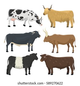 Bull and cow farm animal vector illustration.