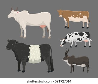 Bull and cow farm animal vector illustration.
