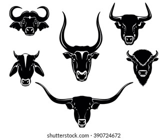 bull, cow, ox