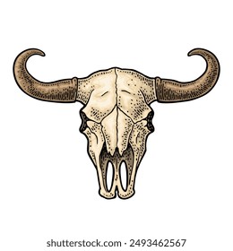 Bull or cow skull with horns. Vintage color vector engraving illustration for info graphic, poster, web. Isolated on white background. Hand drawn in a graphic style.