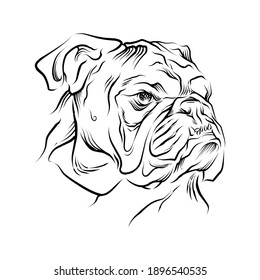 bull dog Head hand drawn illustration