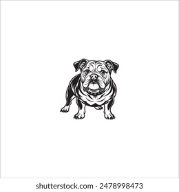 Bull Dog illustration on white background.