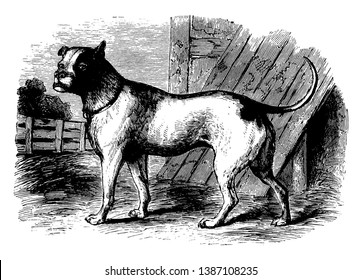 Bull Dog is a medium sized breed of dog commonly referred to as the English Bulldog or British Bulldog, vintage line drawing or engraving illustration.