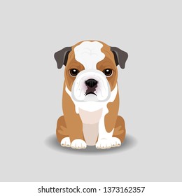 Bull Dog Puppy Vector Illustration. Dog isolated