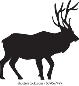 Bull Elk