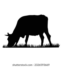 A bull grazing in the grass