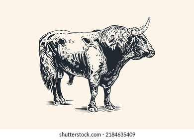 Bull  Hand Drawn Character  Engraving Style  Vector Illustration