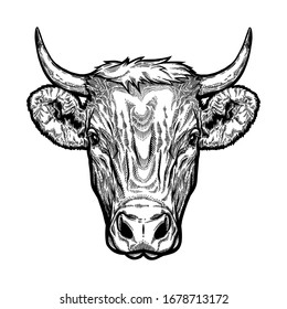 Bull head engraving vector illustration. Vector shirt, tattoo and sticker design