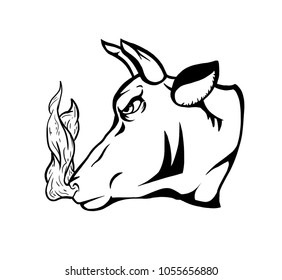Bull Head Illustration 
