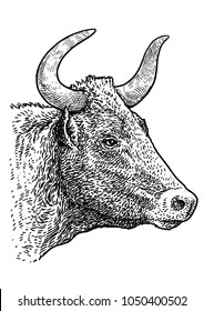 Bull Head Portrait Illustration, Drawing, Engraving, Ink, Line Art, Vector