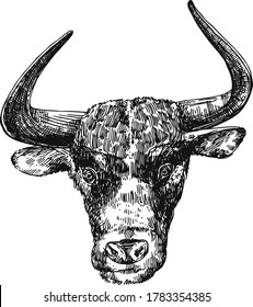 Bull head sketch. Hand drawn beautiful vector illustration. Symbol of 2021 new year.