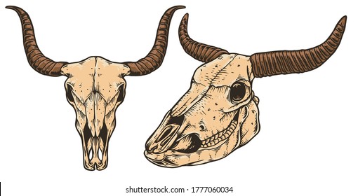 Bull Head Skull Vector Illustration
